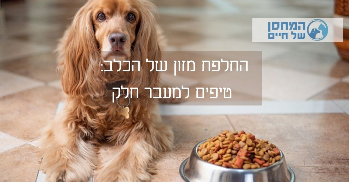 החלפת מזון של הכלב: טיפים למעבר חלק